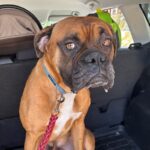 An image of Marty. Marty is a Boxer.