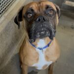 An image of Marty. Marty is a Boxer.
