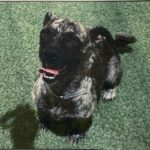 An image of Melissa. Melissa is a Chihuahua, Short Coat/Mixed Breed (Small).
