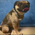 An image of Penny. Penny is a Pug.