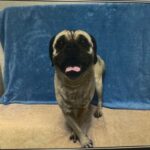 An image of Benny. Benny is a Pug.