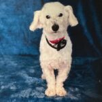 An image of Snoopy. Snoopy is a Terrier.