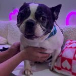 An image of Maddie. Maddie is a Bulldog, French.