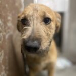 An image of Fred. Fred is a Terrier, American Staffordshire/Mixed Breed (Medium).