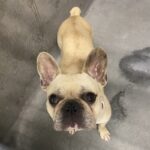 An image of Peter. Peter is a Bulldog, French.
