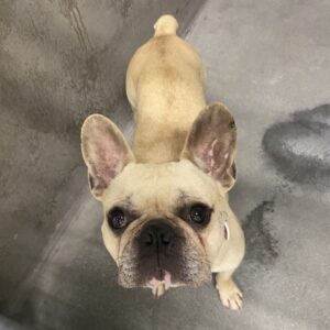 An image of Peter. Peter is a Bulldog, French.