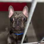 An image of Bleu. Bleu is a Bulldog, French.