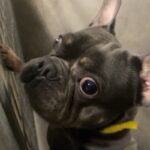An image of Bleu. Bleu is a Bulldog, French.