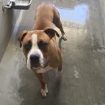 An image of Bobby. Bobby is a Boxer.