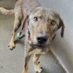 An image of Alpha. Alpha is a Shepherd, German/Mixed Breed (Medium).