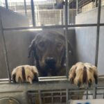 An image of Alpha. Alpha is a Shepherd, German/Mixed Breed (Medium).