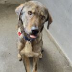 An image of Alpha. Alpha is a Shepherd, German/Mixed Breed (Medium).