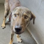 An image of Alpha. Alpha is a Shepherd, German/Mixed Breed (Medium).
