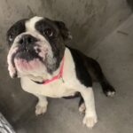 An image of Tina. Tina is a Bulldog/Terrier, Boston.