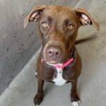 An image of Chocolata. Chocolata is a Retriever, Labrador.