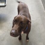 An image of Chocolata. Chocolata is a Retriever, Labrador.