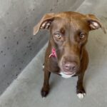 An image of Chocolata. Chocolata is a Retriever, Labrador.