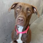 An image of Chocolata. Chocolata is a Retriever, Labrador.