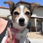 An image of Belle Bottom. Belle Bottom is a Chihuahua/Dachshund.