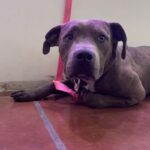 An image of Chicken. Chicken is a Terrier, American Pit Bull.