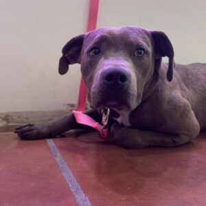 An image of Chicken. Chicken is a Terrier, American Pit Bull.