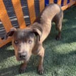 An image of Chicken. Chicken is a Terrier, American Pit Bull.