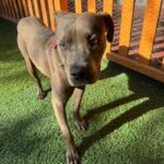 An image of Chicken. Chicken is a Terrier, American Pit Bull.