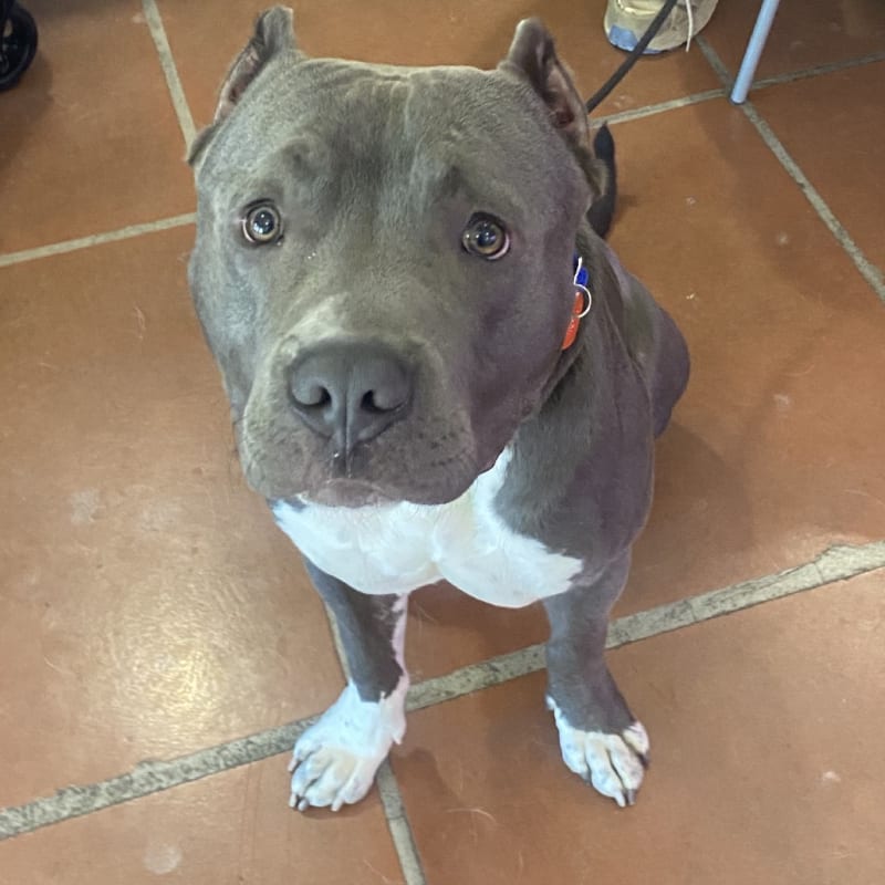 An image of Sapper. Sapper is a Terrier, American Pit Bull.