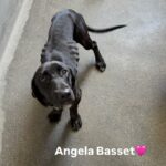 An image of Angela Basset. Angela Basset is a Hound, Basset.