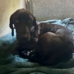 An image of Angela Basset. Angela Basset is a Hound, Basset.