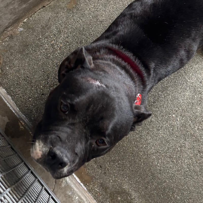 An image of Teacup. Teacup is a Terrier, American Staffordshire.