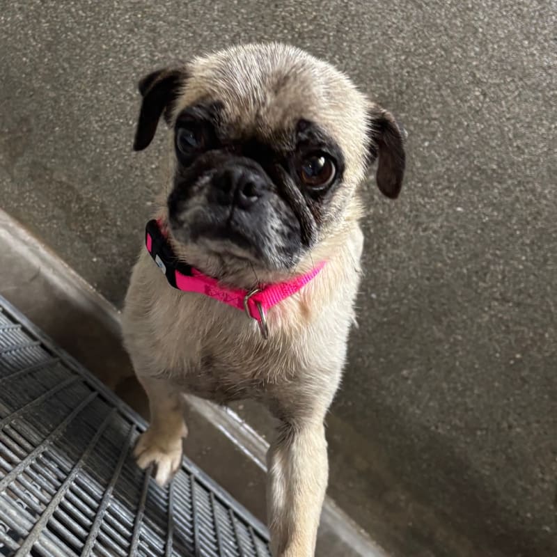 An image of Tammy. Tammy is a Pug.
