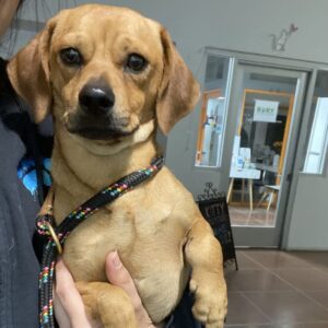 An image of Theo. Theo is a Dachshund/Beagle.