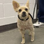 An image of Teddy. Teddy is a Terrier/Mixed Breed (Small).