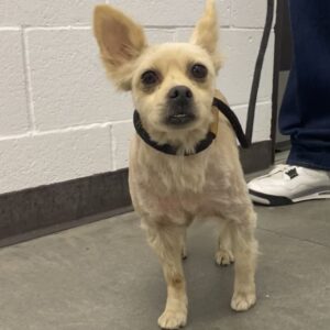 An image of Teddy. Teddy is a Terrier/Mixed Breed (Small).