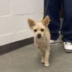 An image of Teddy. Teddy is a Terrier/Mixed Breed (Small).