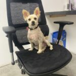 An image of Teddy. Teddy is a Terrier/Mixed Breed (Small).