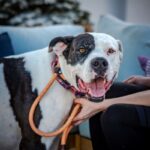 An image of Zena. Zena is a Great Dane.