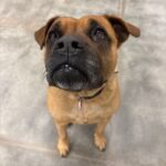 An image of Owl. Owl is a Boxer/Mixed Breed (Large).