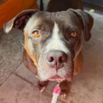 An image of Maggie. Maggie is a Terrier, American Pit Bull.