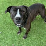 An image of Maggie. Maggie is a Terrier, American Pit Bull.