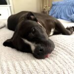 An image of Maggie. Maggie is a Terrier, American Pit Bull.