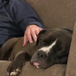 An image of Maggie. Maggie is a Terrier, American Pit Bull.