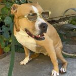 An image of Apple. Apple is a Terrier, American Pit Bull.
