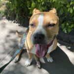An image of Apple. Apple is a Terrier, American Pit Bull.