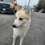 An image of Dorito. Dorito is a Mixed Breed (Medium).