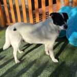 An image of Oscar. Oscar is a Mixed Breed (Medium).