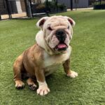 An image of Rollie Pollie. Rollie Pollie is a Bulldog, English.