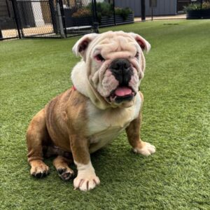 An image of Rollie Pollie. Rollie Pollie is a Bulldog, English.