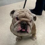 An image of Rollie Pollie. Rollie Pollie is a Bulldog, English.